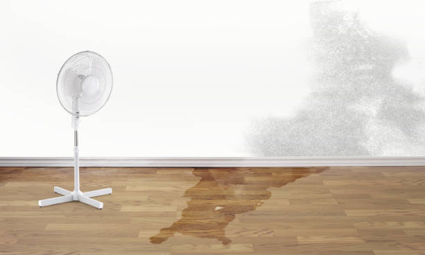 Best Professional water damage repair  in Eastpoint, FL